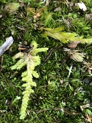 Callicladium imponens