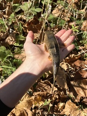 Hypentelium nigricans