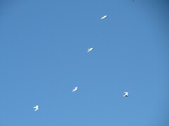 Chroicocephalus maculipennis