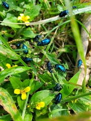 Alticina