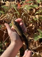 Hypentelium nigricans