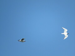 Chroicocephalus maculipennis