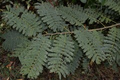 Albizia julibrissin