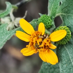 Asteraceae