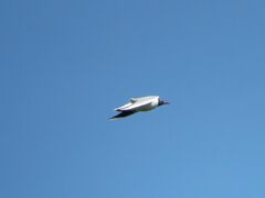 Chroicocephalus maculipennis