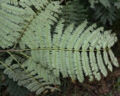 Albizia julibrissin
