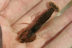 Alpheus angulosus