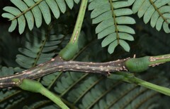 Albizia julibrissin