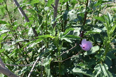 Hibiscus striatus