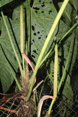 Anthurium queremalense