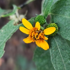Asteraceae