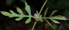 Ambrosia artemisiifolia