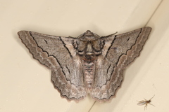 Hypobapta tachyhalotaria