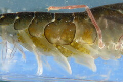 Alpheus angulosus