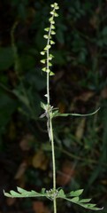Ambrosia artemisiifolia