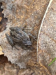 Pseudacris triseriata