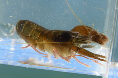 Alpheus angulosus