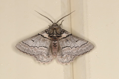 Hypobapta tachyhalotaria