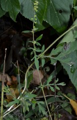 Ambrosia artemisiifolia