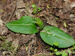 Chiloglottis cornuta