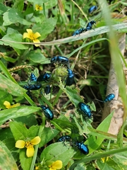 Alticina