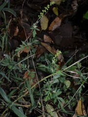 Ambrosia artemisiifolia