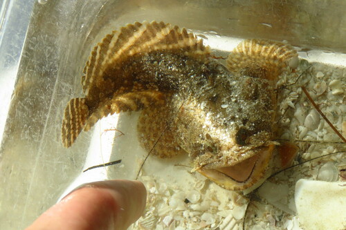 Gulf toadfish (Opsanus beta) — Batrachoididae — 4