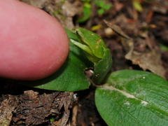 Chiloglottis cornuta