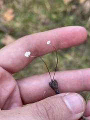 Marasmius felix