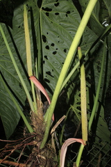 Anthurium queremalense