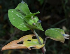 Commelina communis