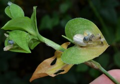 Commelina communis