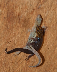 Gonatodes caudiscutatus