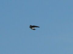 Tachycineta leucorrhoa