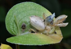 Commelina communis