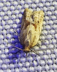 Clepsis coriacanus