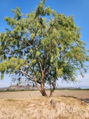 Schinus molle