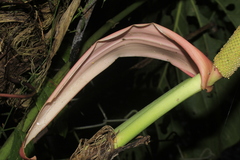 Anthurium queremalense