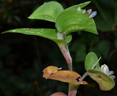 Commelina communis