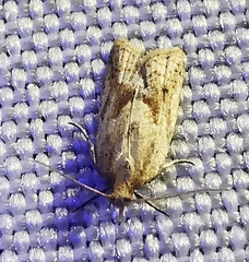 Clepsis coriacanus