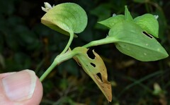 Commelina communis