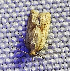 Clepsis coriacanus