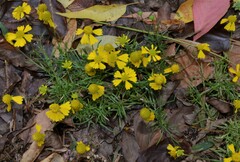 Helenium amarum