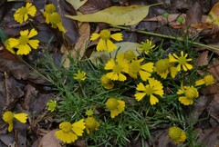 Helenium amarum