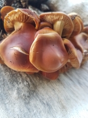 Flammulina velutipes