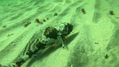 Myoxocephalus octodecemspinosus