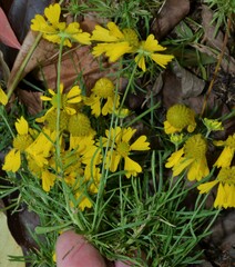 Helenium amarum