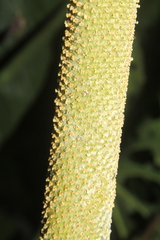 Anthurium queremalense