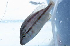 Orthopristis chrysoptera