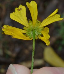 Helenium amarum